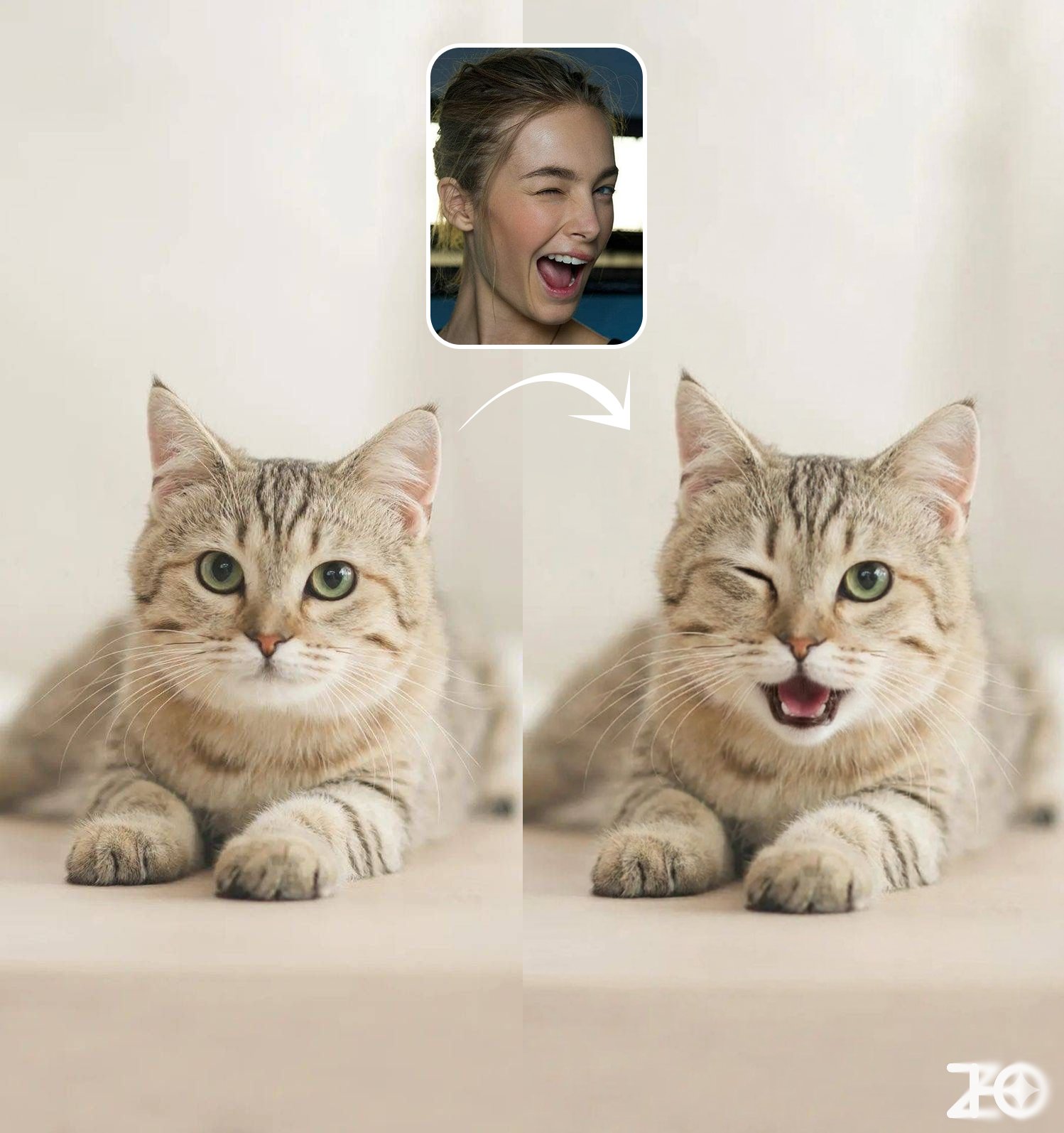 猫咪模拟人物表情